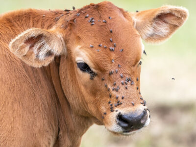 A close-up of a brown calf with many black flies clustered on its face and around its eyes. The background is blurred green and beige, highlighting the calf’s fur and the flies on its head.