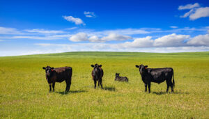 Three black cows stand on green grass in a wide, open field under a bright blue sky with scattered white clouds. A small calf lies on the ground between them.