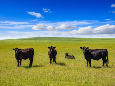 Three black cows stand on green grass in a wide, open field under a bright blue sky with scattered white clouds. A small calf lies on the ground between them.