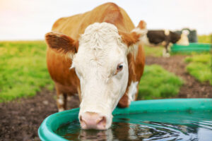 A brown and white cow drinks water from a green trough in a grassy field, with other cows blurred in the background.