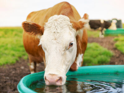 A brown and white cow drinks water from a green trough in a grassy field, with other cows blurred in the background.