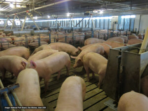 Dozens of pigs stand closely together in a large, indoor, slatted-floor pen on a commercial farm, under fluorescent lighting and surrounded by metal railings and equipment.