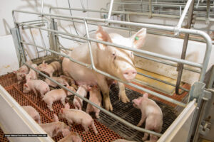 A mother pig sits in a metal farrowing crate surrounded by many piglets, all on a slatted floor in a brightly lit indoor farm facility.