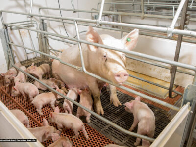 A mother pig sits in a metal farrowing crate surrounded by many piglets, all on a slatted floor in a brightly lit indoor farm facility.