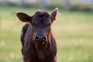 A close-up of a brown calf standing on green grass, looking directly at the camera with large ears and a slightly curious expression. The background is softly blurred.