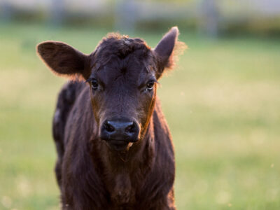 A close-up of a brown calf standing on green grass, looking directly at the camera with large ears and a slightly curious expression. The background is softly blurred.