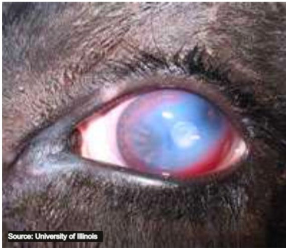 Pink eye in cattle