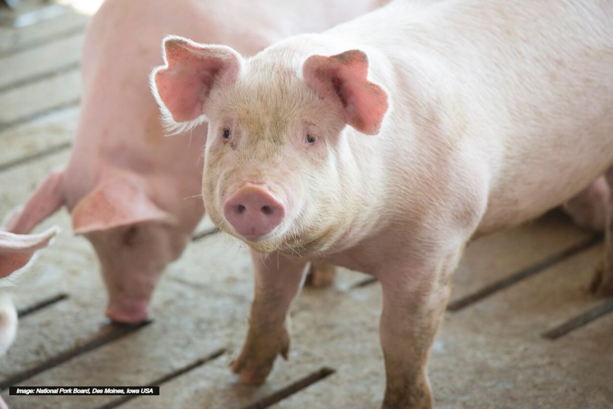 Using Natural Tools to Fight Health Challenges in Your Pig Barns