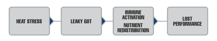 Heat stress, leaky gut, immune activation and lost performance