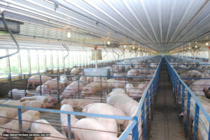 Large indoor pig farm with many pigs in metal pens arranged in rows. Bright natural light enters through windows along the sides; the ceiling is lined with lights and ventilation ducts.