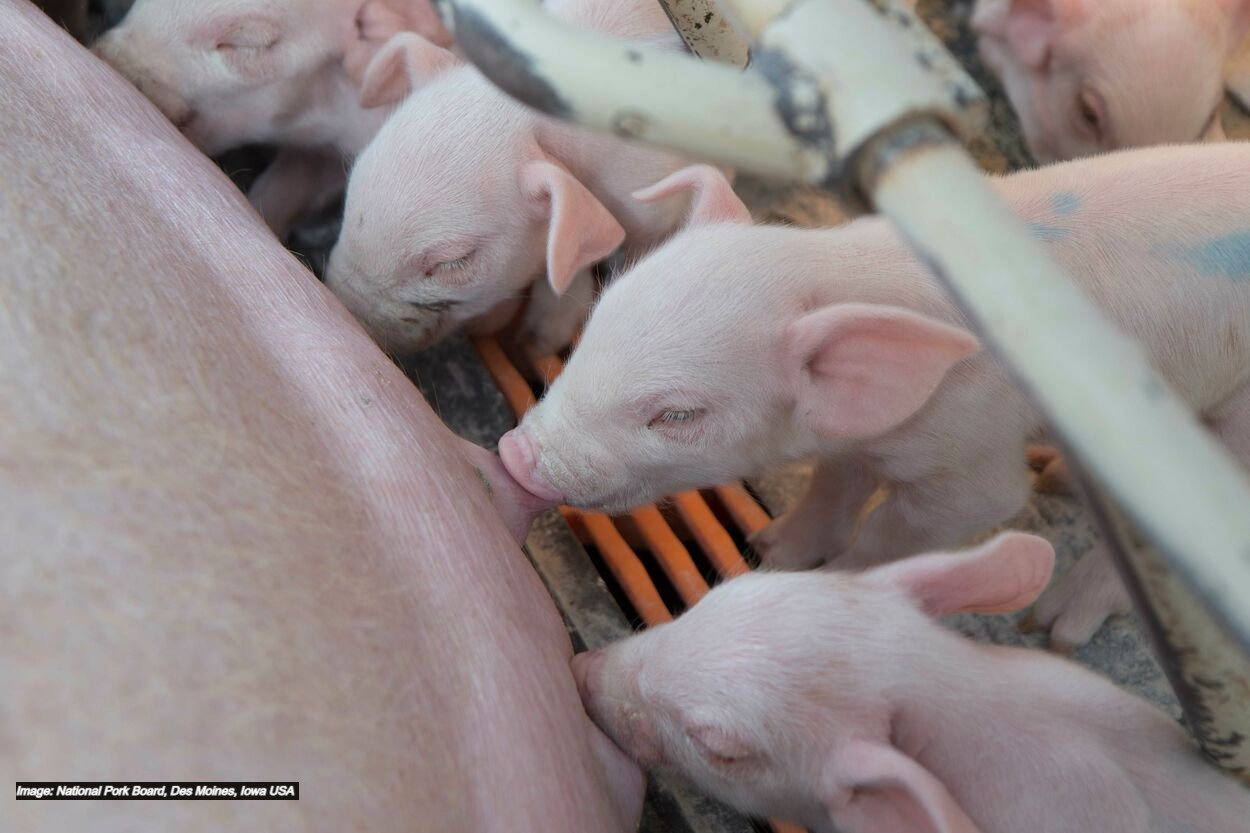 Using Natural Tools to Fight Health Challenges in Your Pig Barns
