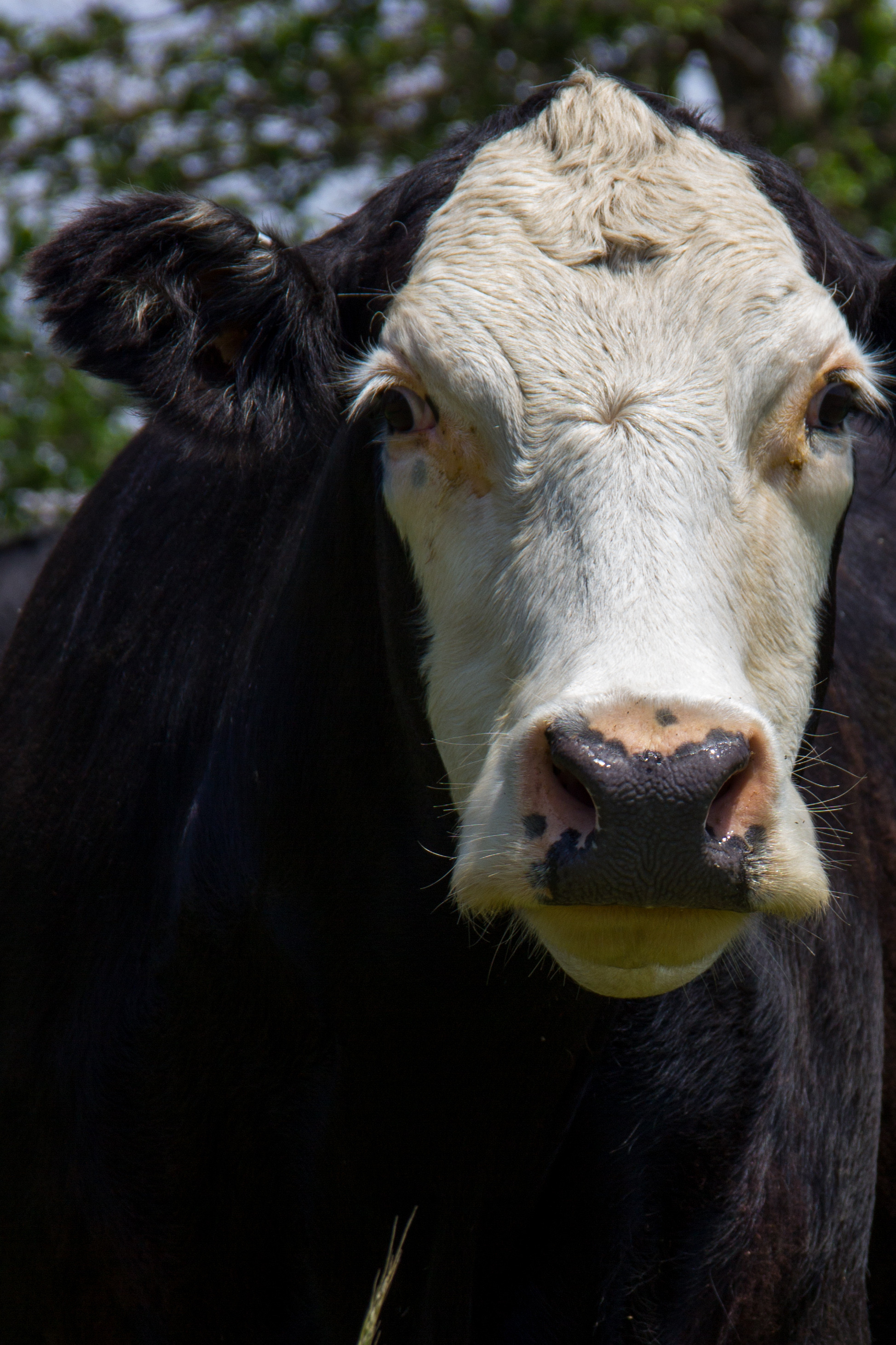 Pink eye in cattle