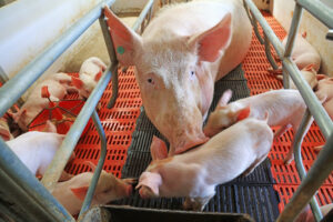 A mother pig lies on an orange slatted floor in a pen, surrounded by several piglets nursing and moving around her inside a metal enclosure.