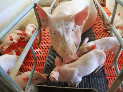 A mother pig lies on an orange slatted floor in a pen, surrounded by several piglets nursing and moving around her inside a metal enclosure.