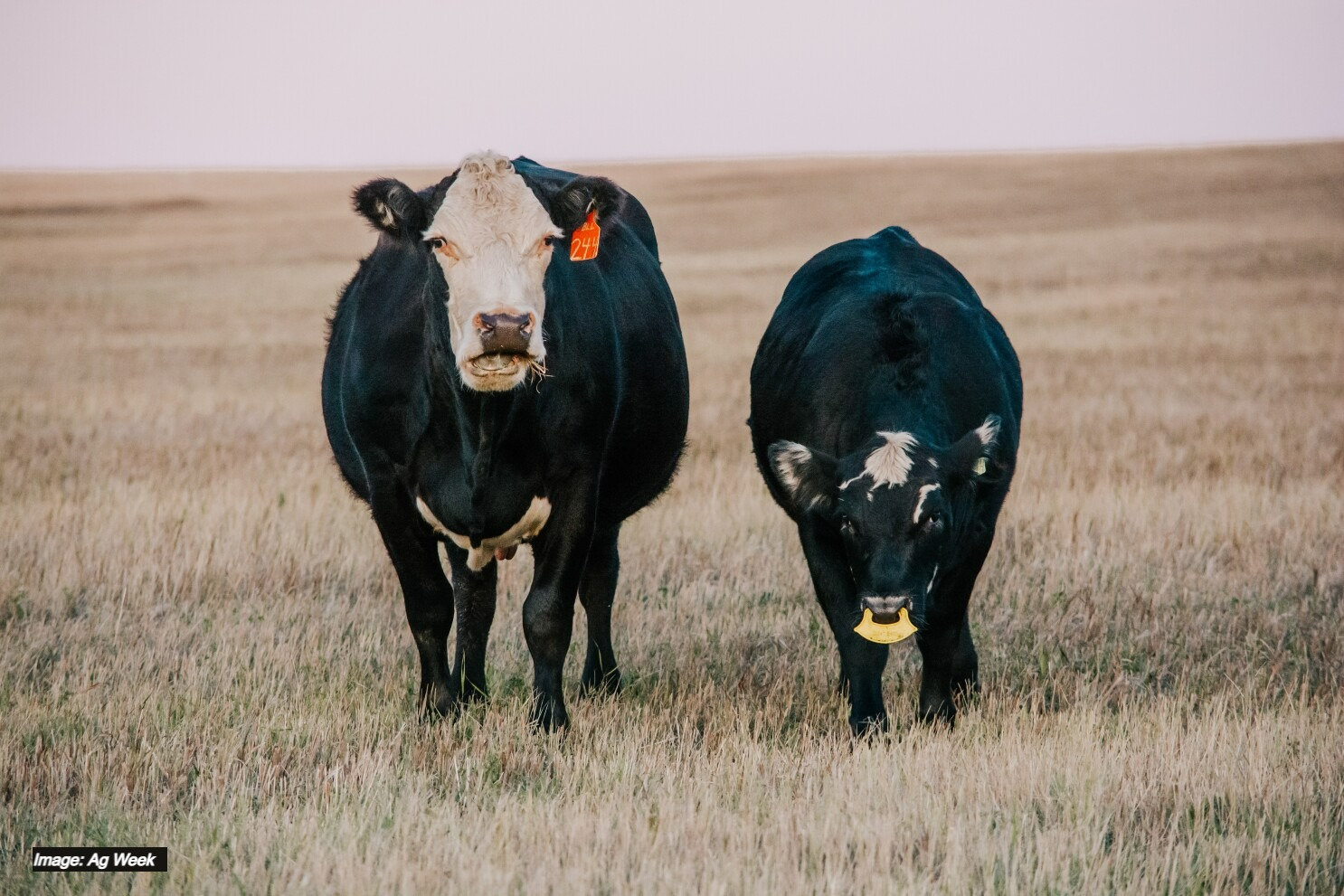 Weaning Calves With GFI 263