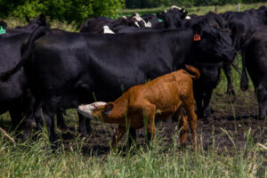 A brown calf nurses from a black cow in a grassy field, surrounded by a herd of black cattle. The animals have numbered ear tags, and trees are visible in the background.
