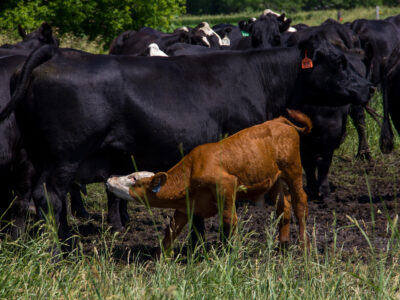 A brown calf nurses from a black cow in a grassy field, surrounded by a herd of black cattle. The animals have numbered ear tags, and trees are visible in the background.