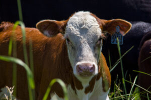 A brown and white calf with a blue ear tag labeled "344" stands in tall grass, facing the camera on a sunny day.