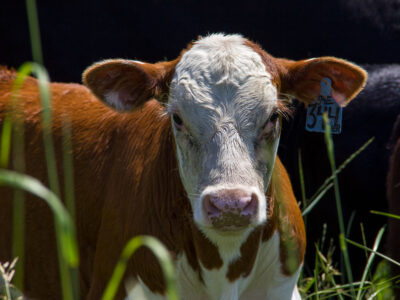 A brown and white calf with a blue ear tag labeled "344" stands in tall grass, facing the camera on a sunny day.