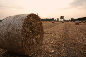 A large round hay bale sits in a harvested field at sunset, with several other hay bales scattered in the distance, under a partly cloudy sky.