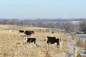 A herd of cows grazes in a harvested cornfield on a frosty morning, with leafless trees, rolling hills, and wind turbines visible in the distant background under a clear sky.