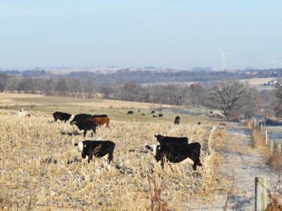 A herd of cows grazes in a harvested cornfield on a frosty morning, with leafless trees, rolling hills, and wind turbines visible in the distant background under a clear sky.