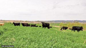 A herd of black cattle grazes on a lush green pasture under a cloudy sky, with rolling hills and scattered trees in the background.