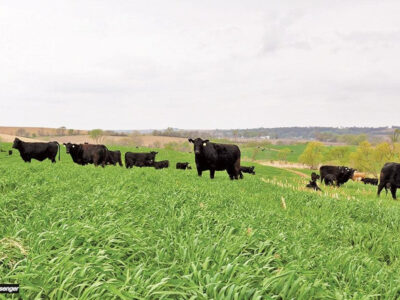 A herd of black cattle grazes on a lush green pasture under a cloudy sky, with rolling hills and scattered trees in the background.