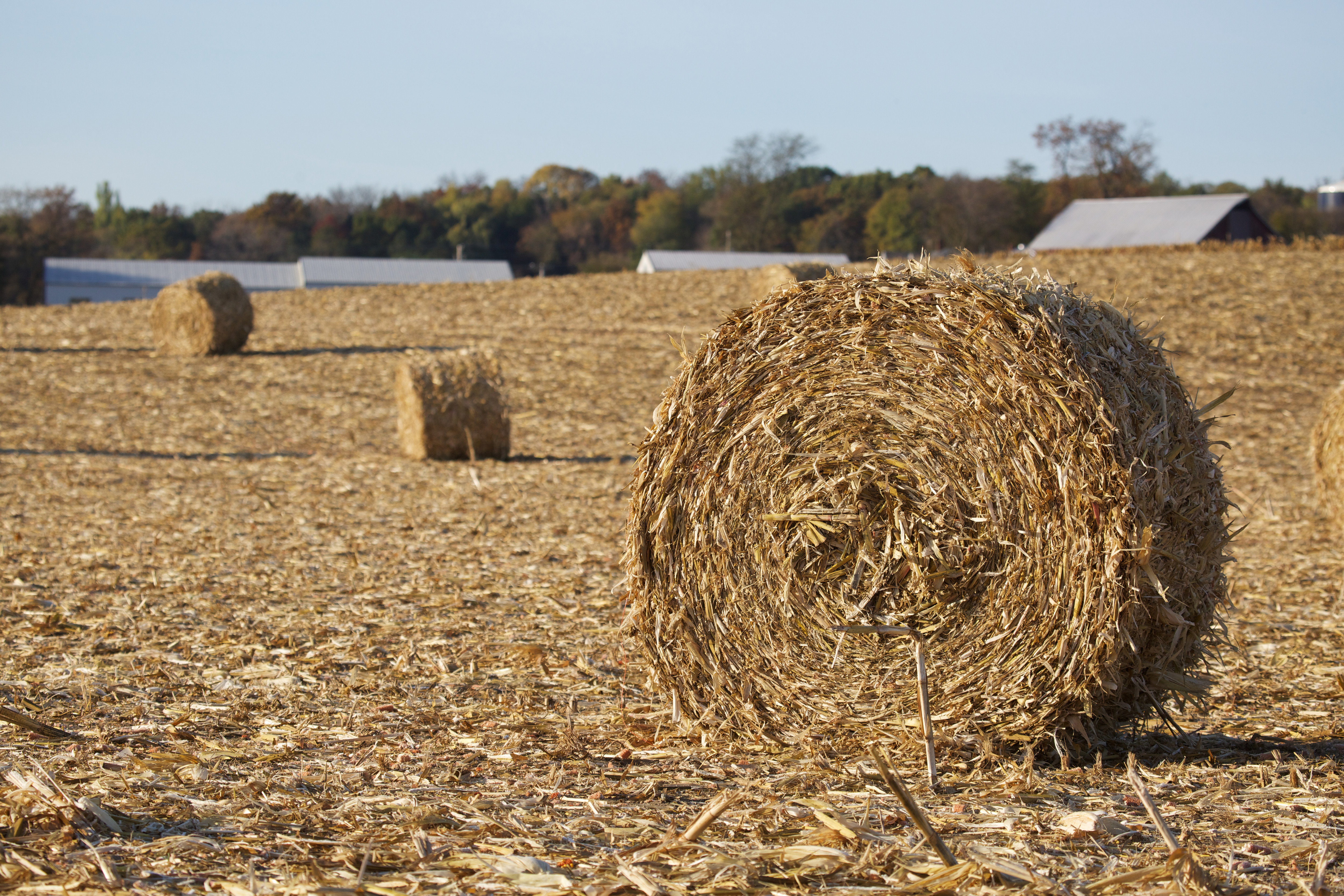 Feed Low-Cost Corn Stalks and Forages When You Can
