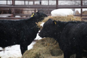Two black cows with yellow ear tags eat hay from a round bale with a pile of snow on top. Snowflakes are falling, and a metal fence and snowy ground are visible in the background.