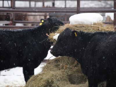 Two black cows with yellow ear tags eat hay from a round bale with a pile of snow on top. Snowflakes are falling, and a metal fence and snowy ground are visible in the background.