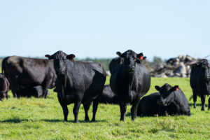 A group of black cows stands and rests on green grass in a sunny pasture, with a clear blue sky in the background.