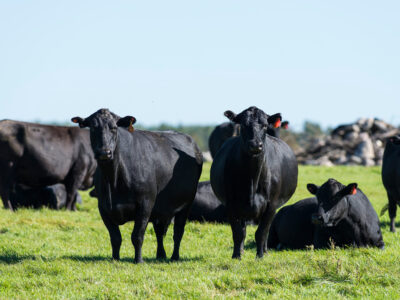A group of black cows stands and rests on green grass in a sunny pasture, with a clear blue sky in the background.