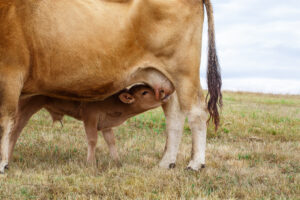 A calf nurses from its mother cow while standing on dry grass in an open field. The image shows the calf partially under the cow, drinking milk, with the cow’s legs and belly visible.