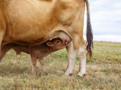 A calf nurses from its mother cow while standing on dry grass in an open field. The image shows the calf partially under the cow, drinking milk, with the cow’s legs and belly visible.