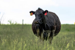 A black cow with red ear tags stands in a grassy field, facing the camera. The background is blurred with green grass and a pale sky.