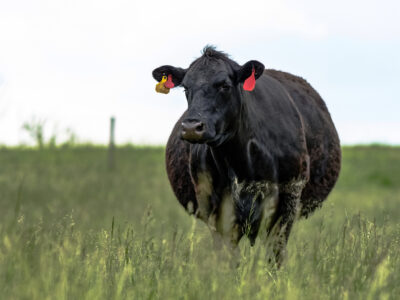 A black cow with red ear tags stands in a grassy field, facing the camera. The background is blurred with green grass and a pale sky.