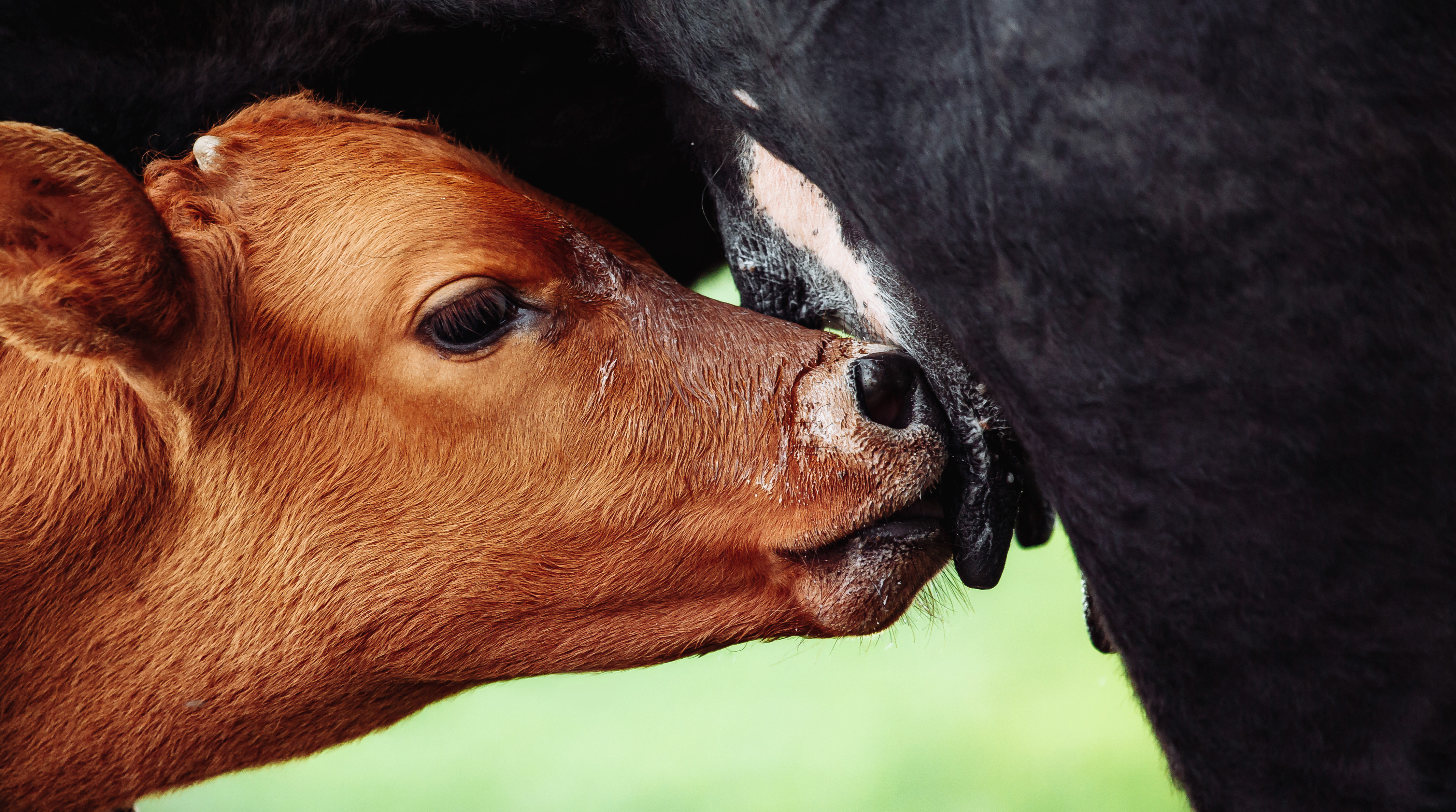 Calf nursing from a cow