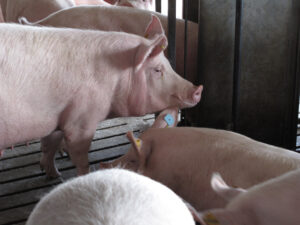 Several pink pigs stand and lie close together in a pen with slatted floors and metal bars. Some pigs have yellow ear tags, and the lighting suggests they are indoors.