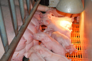 Several pink piglets nurse from their mother inside a pen. The piglets are under a heat lamp, resting on an orange grated floor. Metal bars separate the mother pig from the piglets.