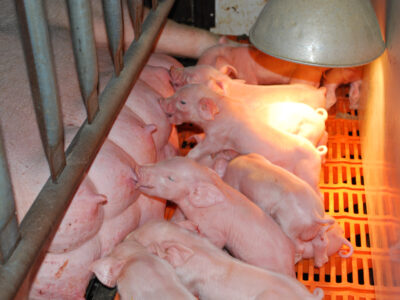Several pink piglets nurse from their mother inside a pen. The piglets are under a heat lamp, resting on an orange grated floor. Metal bars separate the mother pig from the piglets.