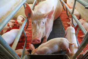 A mother pig lies in a metal enclosure on a slatted floor, surrounded by several piglets nursing and moving around her. The scene is inside a brightly lit indoor farm setting.
