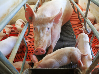 A mother pig lies in a metal enclosure on a slatted floor, surrounded by several piglets nursing and moving around her. The scene is inside a brightly lit indoor farm setting.