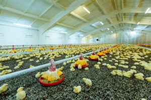 A large, brightly lit poultry farm with hundreds of yellow chicks gathered around red and yellow feeding stations on a floor covered with dark bedding. White walls and a high ceiling can be seen.