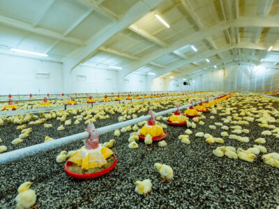 A large, brightly lit poultry farm with hundreds of yellow chicks gathered around red and yellow feeding stations on a floor covered with dark bedding. White walls and a high ceiling can be seen.