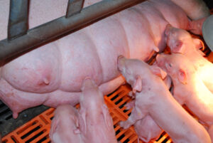 Piglets nursing from their mother while lying on an orange slatted plastic floor in a pen. The piglets are closely gathered around the sow, feeding under a heat lamp.