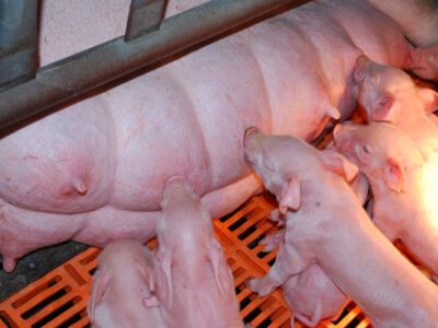 Piglets nursing from their mother while lying on an orange slatted plastic floor in a pen. The piglets are closely gathered around the sow, feeding under a heat lamp.