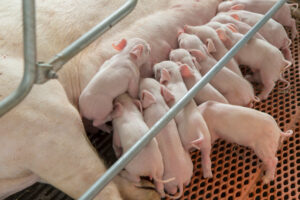 A group of piglets nurse from their mother while lying on a metal grate floor inside a pen on a farm. Metal bars surround the area, providing separation and structure.
