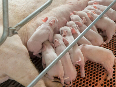 A group of piglets nurse from their mother while lying on a metal grate floor inside a pen on a farm. Metal bars surround the area, providing separation and structure.