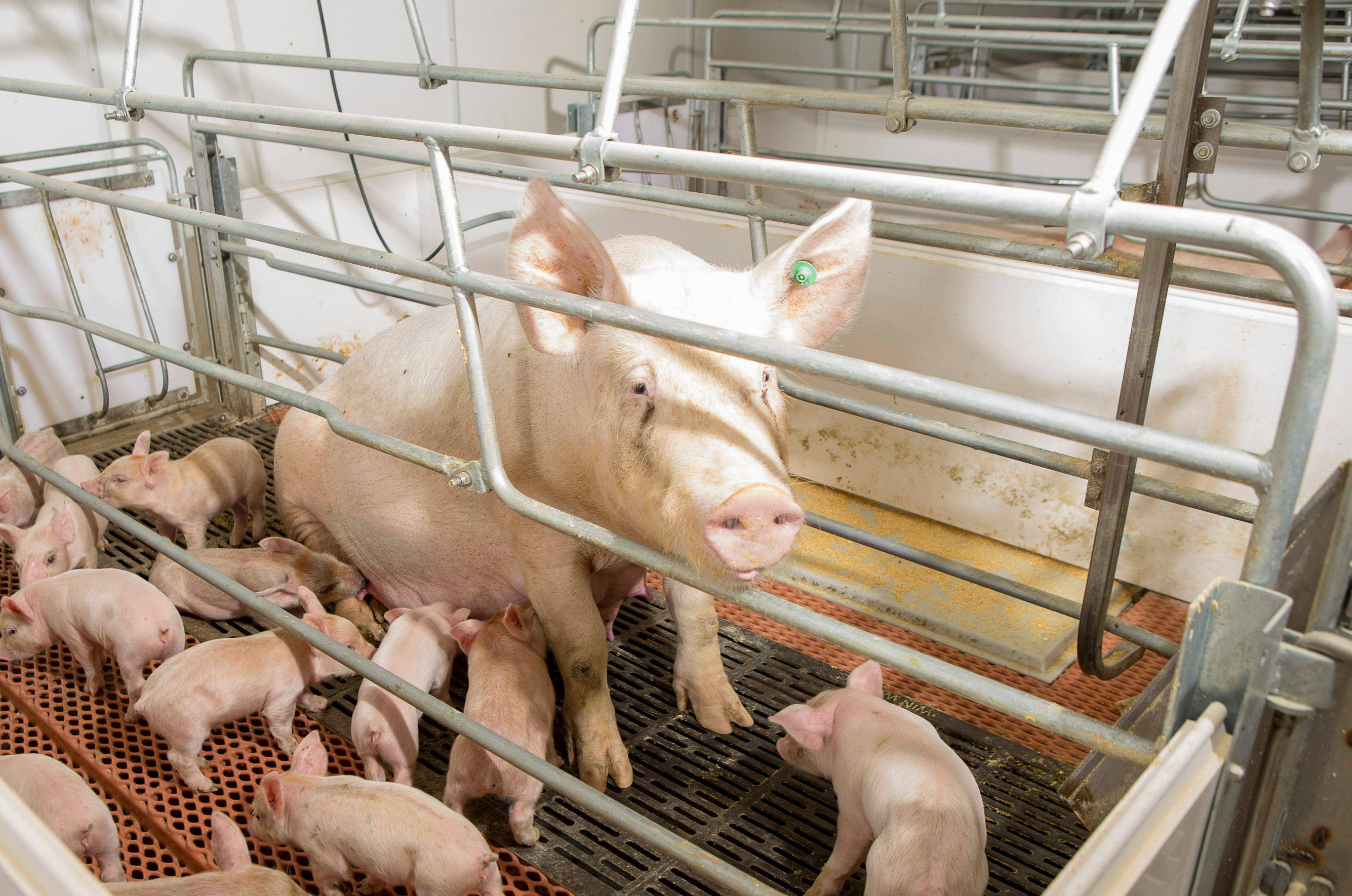 Feeding sows in lactation
